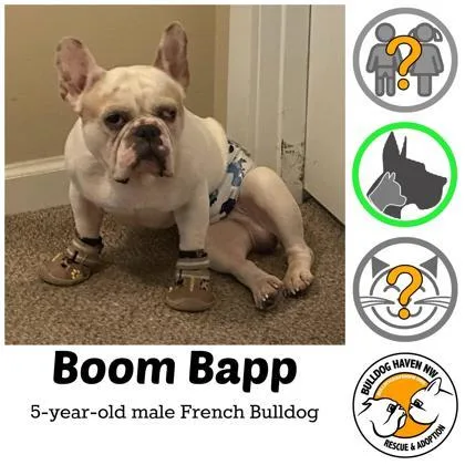 An adult medium-sized male White / Cream French Bulldog dog named Boom Bapp for adoption in Bonney Lake, WA