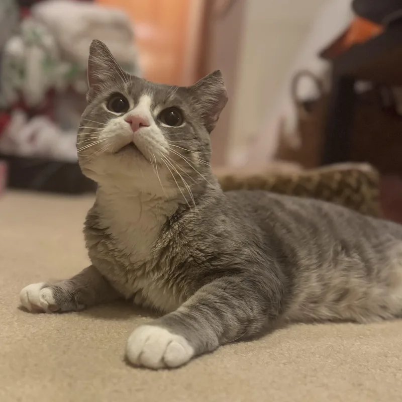 An adult medium-sized male Domestic Short Hair cat named Sir George for adoption in Denver, CO