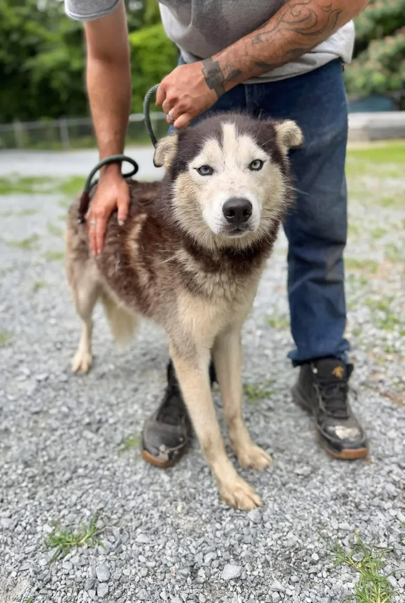 An adult medium-sized male Husky dog named Frick for adoption in Elizabethtown, NC