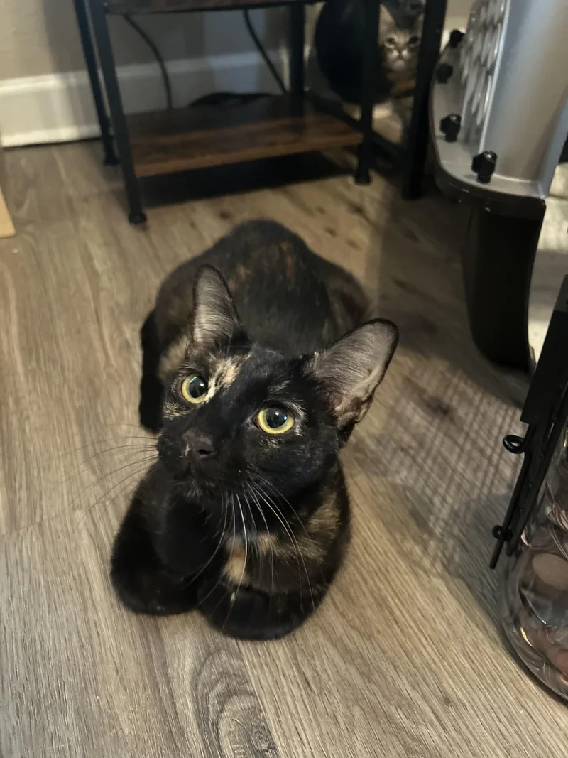 An adult large-sized female Tortoiseshell Domestic Short Hair cat named Mama Armadillo for adoption in Bryan, TX