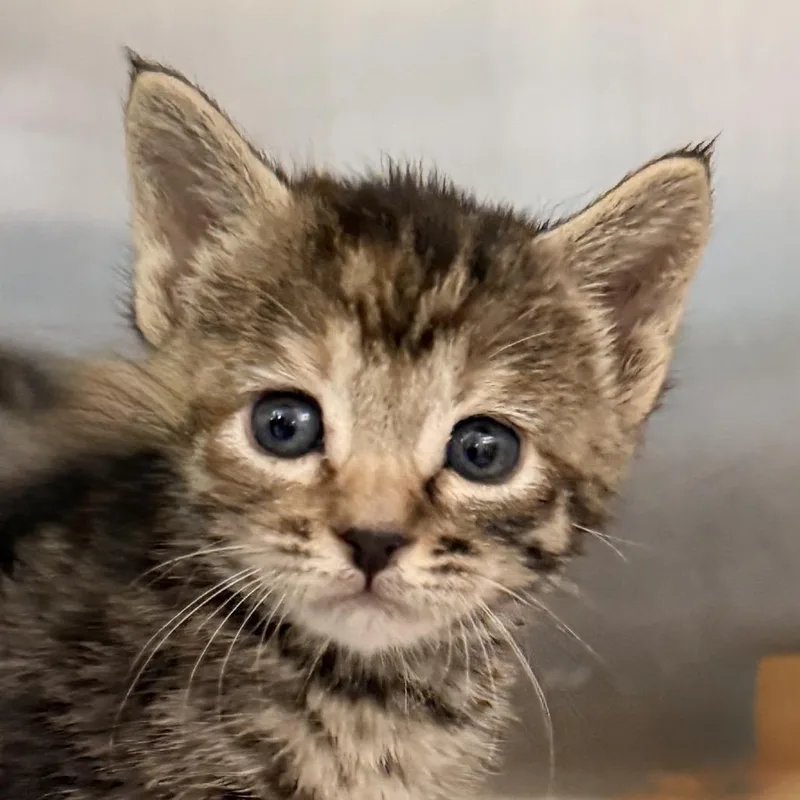 A baby small-sized male Gray / Blue / Silver Domestic Short Hair cat named Hoodude Voodoo for adoption in Palm Springs, CA