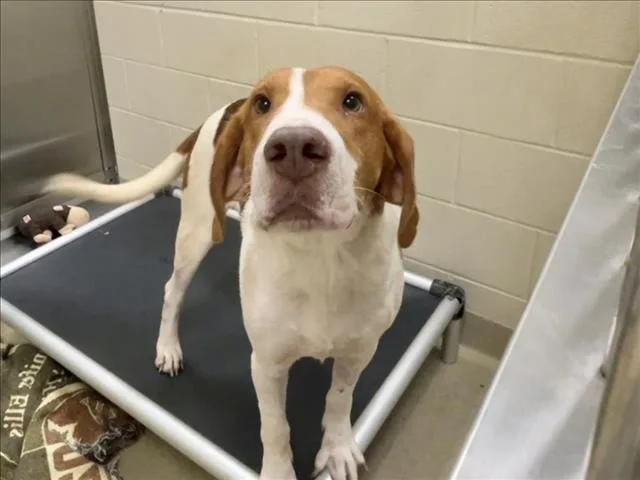 An adult small-sized male Labrador Retriever dog named Werthers Sr for adoption in Chapel Hill, NC