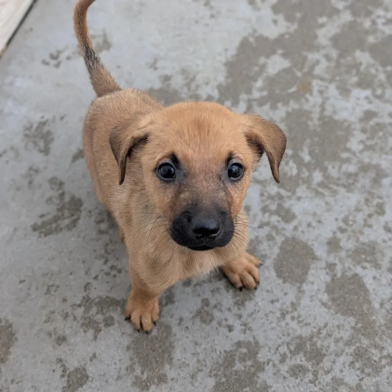A young medium-sized male Australian Cattle Dog / Blue Heeler dog named Galaxy for adoption in Fenton, MI