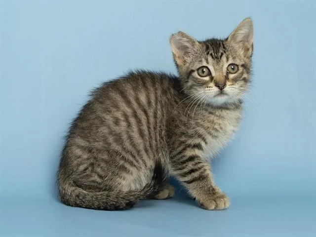 A baby small-sized male Domestic Short Hair cat named Sully for adoption in Phoenix, AZ
