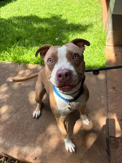 An adult large-sized male Pit Bull Terrier dog named Gomez for adoption in Honolulu, HI