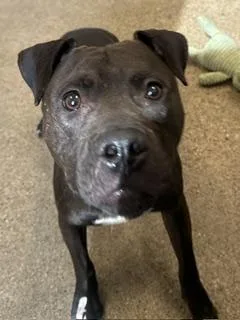 A young medium-sized male Black Pit Bull Terrier dog named Paxson for adoption in Cleveland, OH