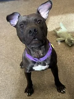Paxson thumbnail 2