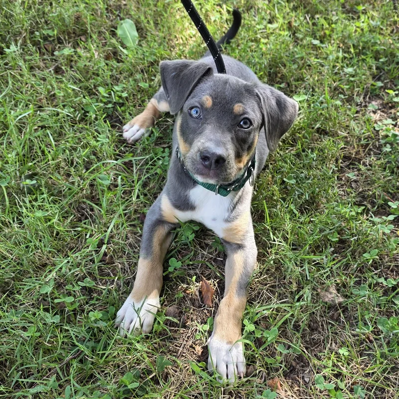 A young medium-sized male Gray / Blue / Silver Mixed Breed dog named Baxter for adoption in Greensboro, NC