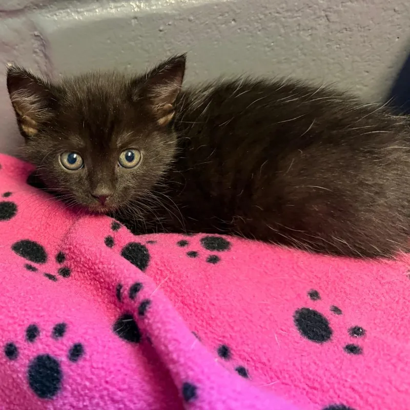 A baby small-sized female Black Domestic Short Hair cat named Kylie for adoption in Tuscaloosa, AL