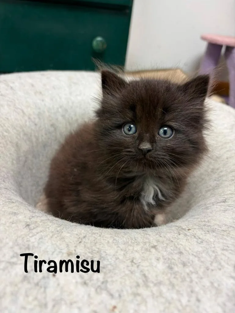 Tiramisu thumbnail 2
