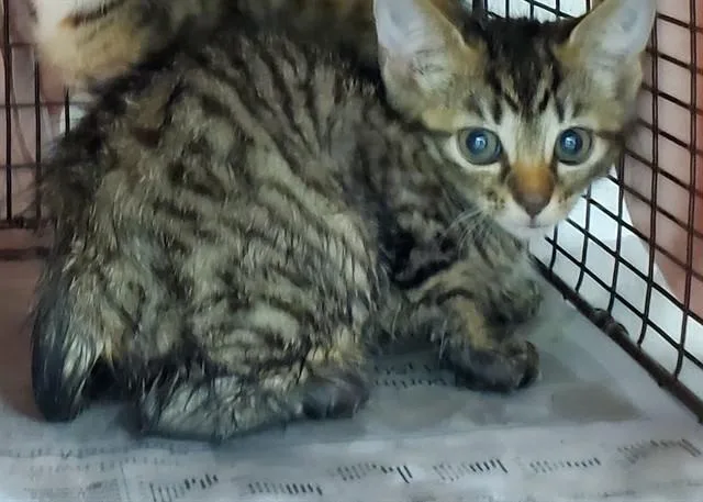 A baby medium-sized female Domestic Short Hair cat named Isabella for adoption in Fort Lauderdale, FL