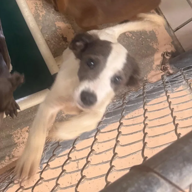 A young small-sized male White / Cream Labrador Retriever dog named Samson for adoption in Starkville, MS