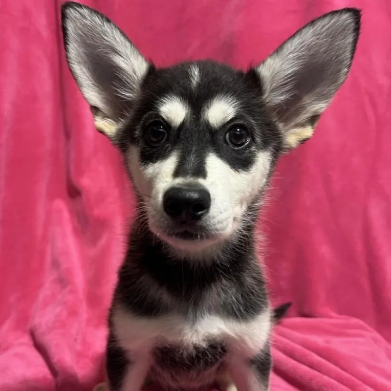 Balto