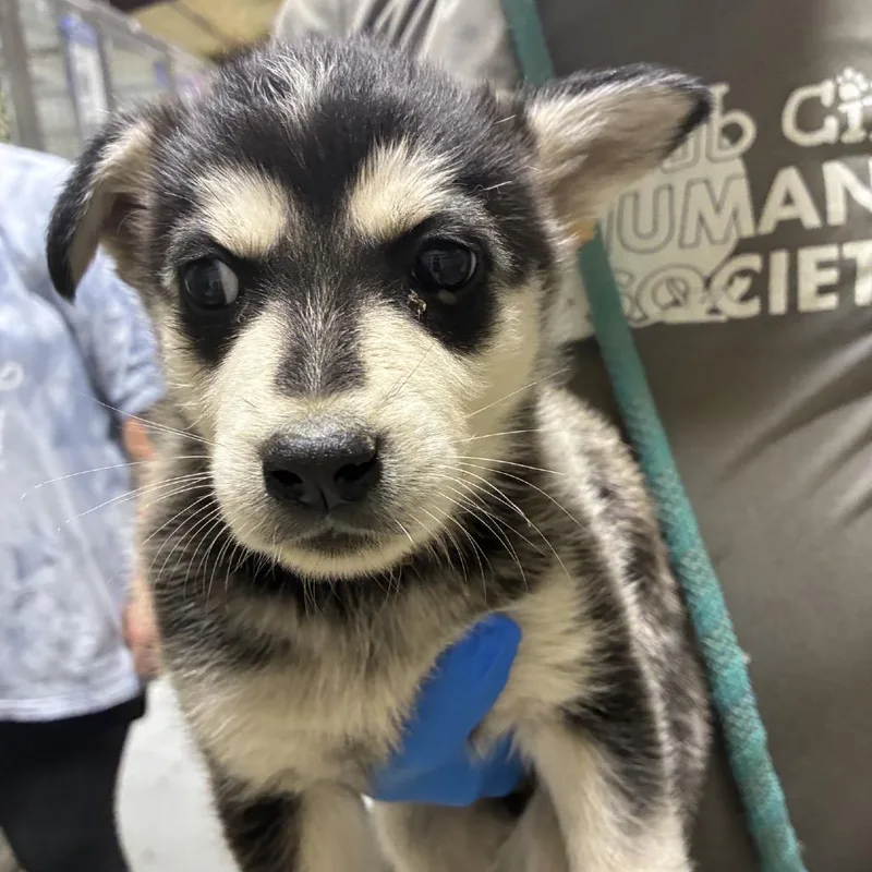 Balto thumbnail 2