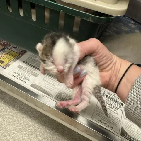 A baby small-sized female Black Domestic Short Hair cat named Torchic for adoption in Novelty, OH