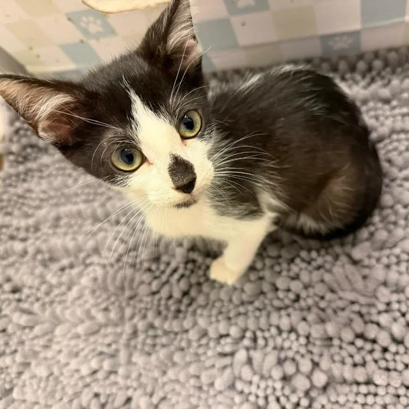 A baby small-sized male Black Domestic Short Hair cat named Nyx for adoption in Santa Fe, TX