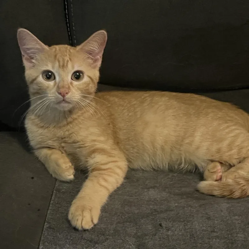 A baby small-sized female Orange / Red Domestic Short Hair cat named Sosie Bacon FHA_ for adoption in Columbia, MO