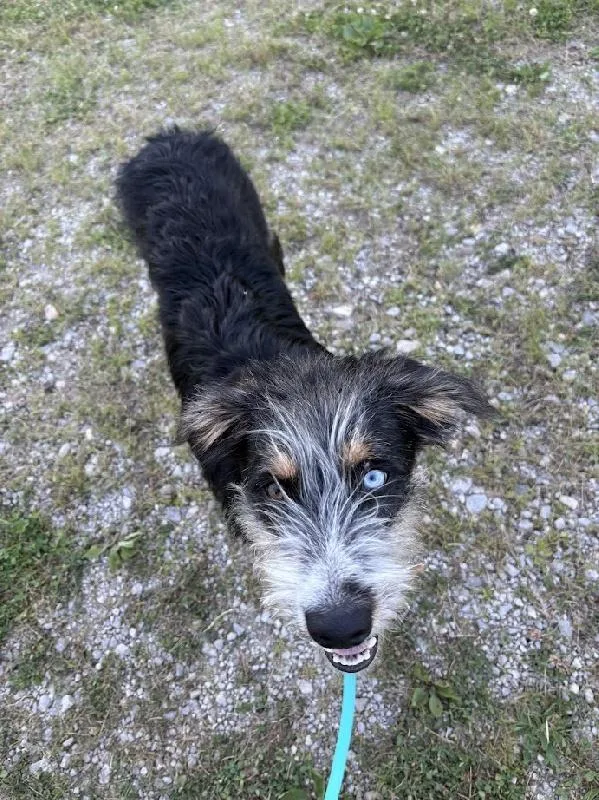 A young medium-sized male Miniature Schnauzer dog named Rocky for adoption in Aurora, IL