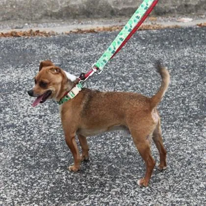 An adult small-sized male Chihuahua dog named Brutus for adoption in Elk Grove Village, IL