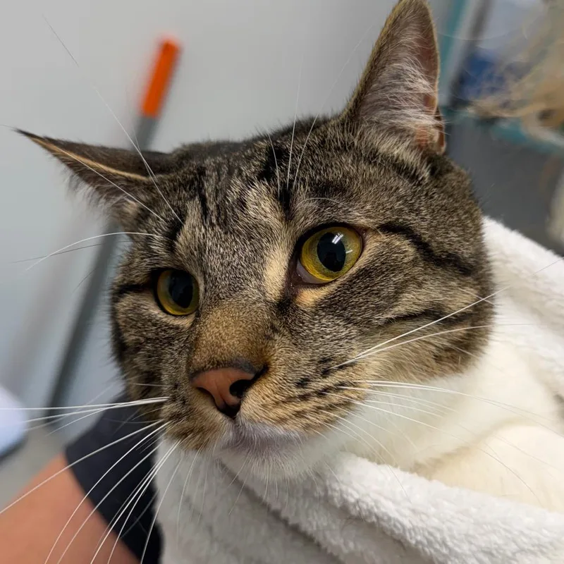 An adult large-sized male Gray / Blue / Silver Domestic Short Hair cat named Vash for adoption in Clearwater, FL