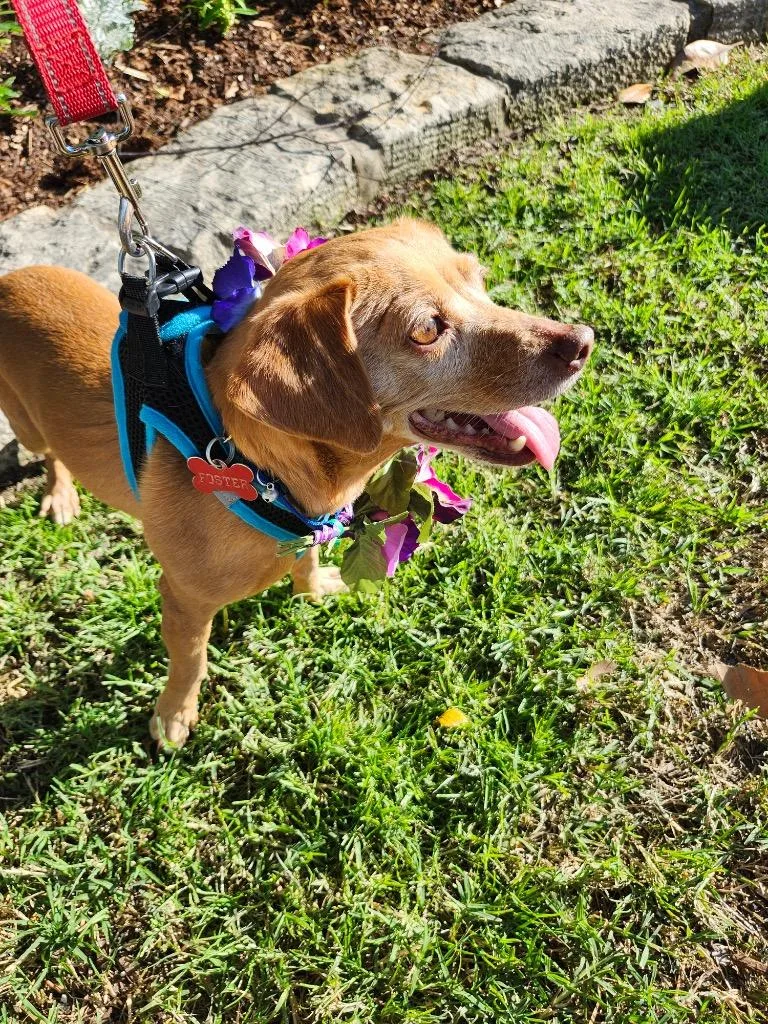An adult small-sized female Dachshund dog named Luvbug for adoption in Mustang, OK