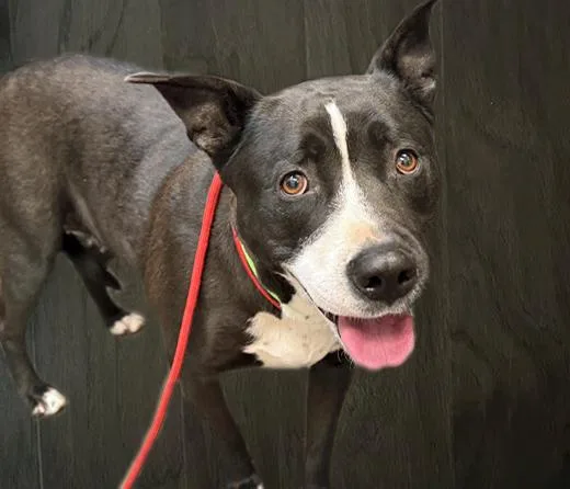 A young medium-sized female Pit Bull Terrier dog named Lisa Frank for adoption in Tucson, AZ