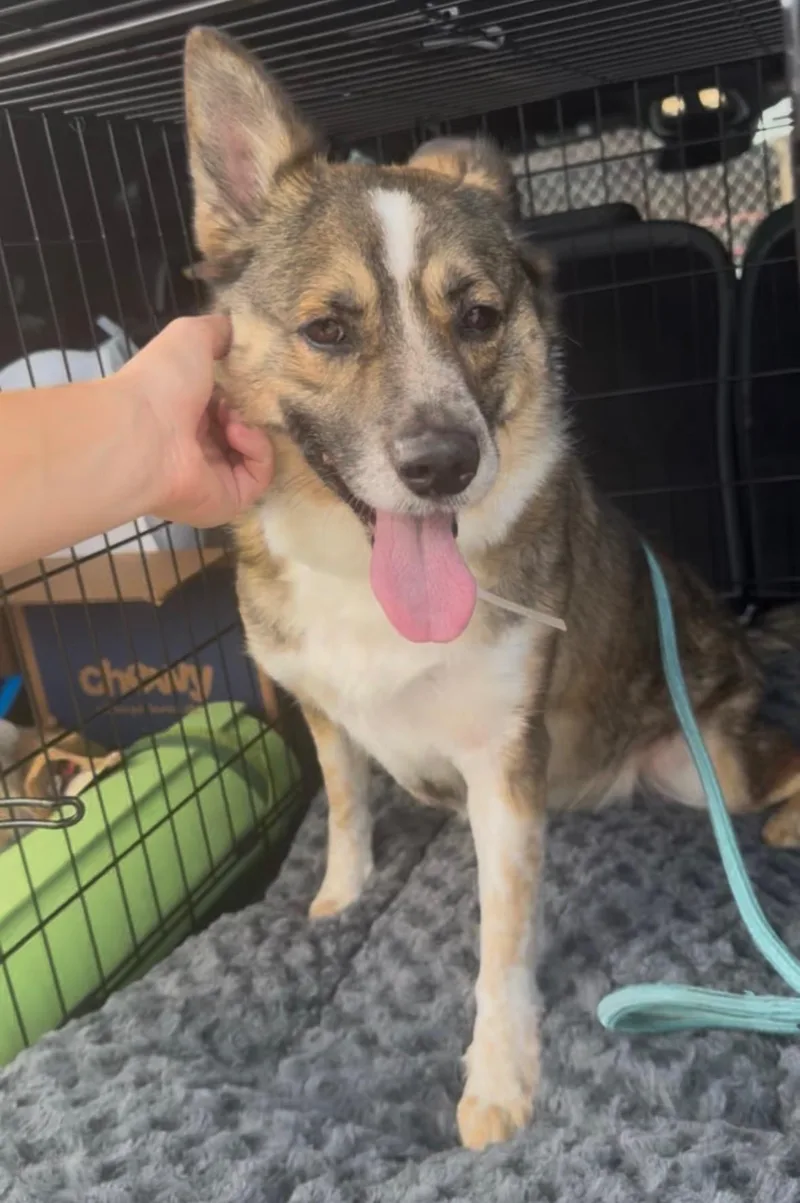 An adult medium-sized female Tricolor (Brown, Black, & White) Australian Cattle Dog / Blue Heeler dog named Penny Cirkle for adoption in Houston, TX