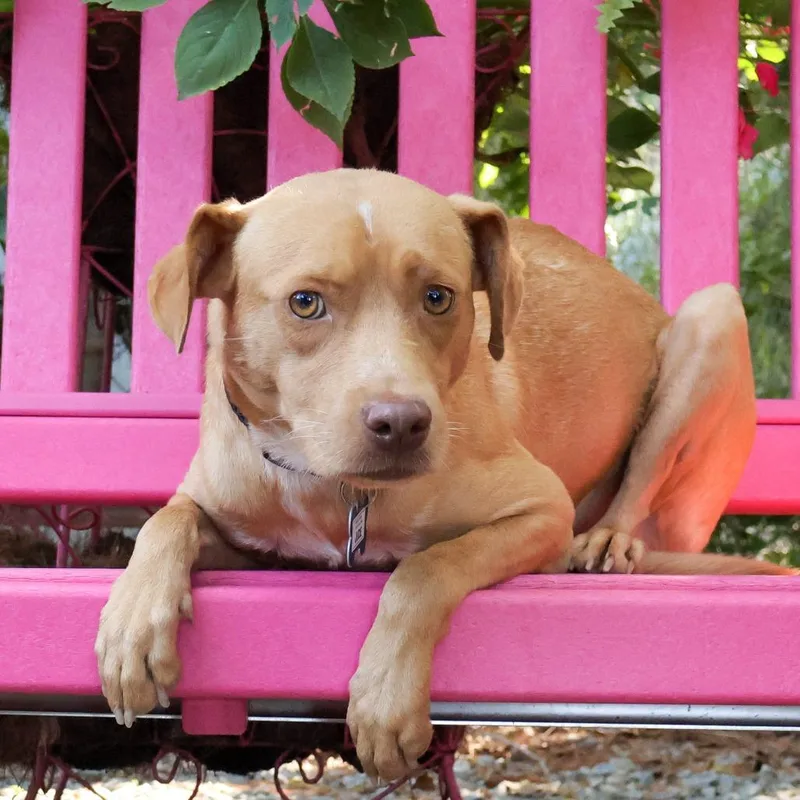 A young medium-sized male Red / Chestnut / Orange Pit Bull Terrier dog named Jude for adoption in Wake Forest, NC