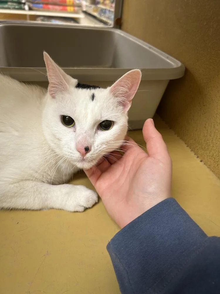 An adult medium-sized male Black & White / Tuxedo Domestic Short Hair cat named Glenn for adoption in Anoka, MN