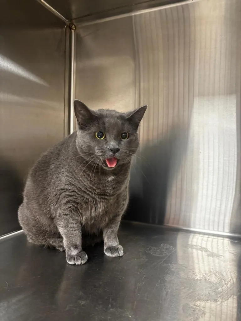 A senior medium-sized female Domestic Short Hair cat named Gracie for adoption in Greenfield, IN