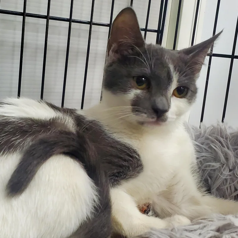 Carlotta thumbnail 2