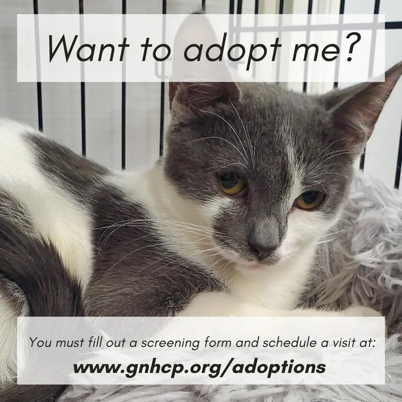 Carlotta thumbnail 3