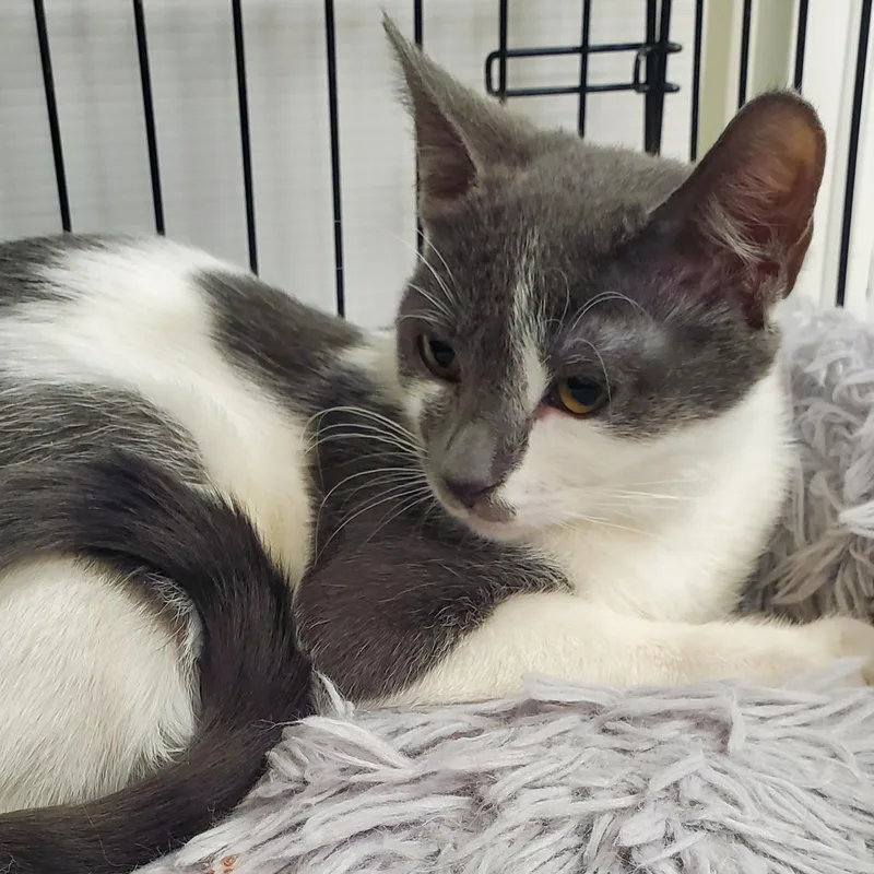 Carlotta thumbnail 4