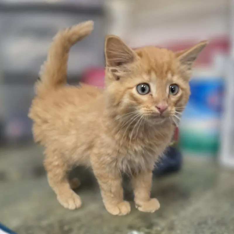 A baby small-sized male Orange / Red Domestic Long Hair cat named Shane for adoption in Hamilton, GA