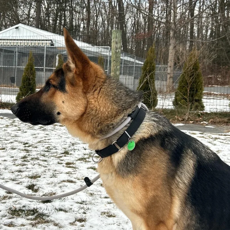 An adult large-sized male Black German Shepherd Dog dog named Gustaf for adoption in New Ringgold, PA