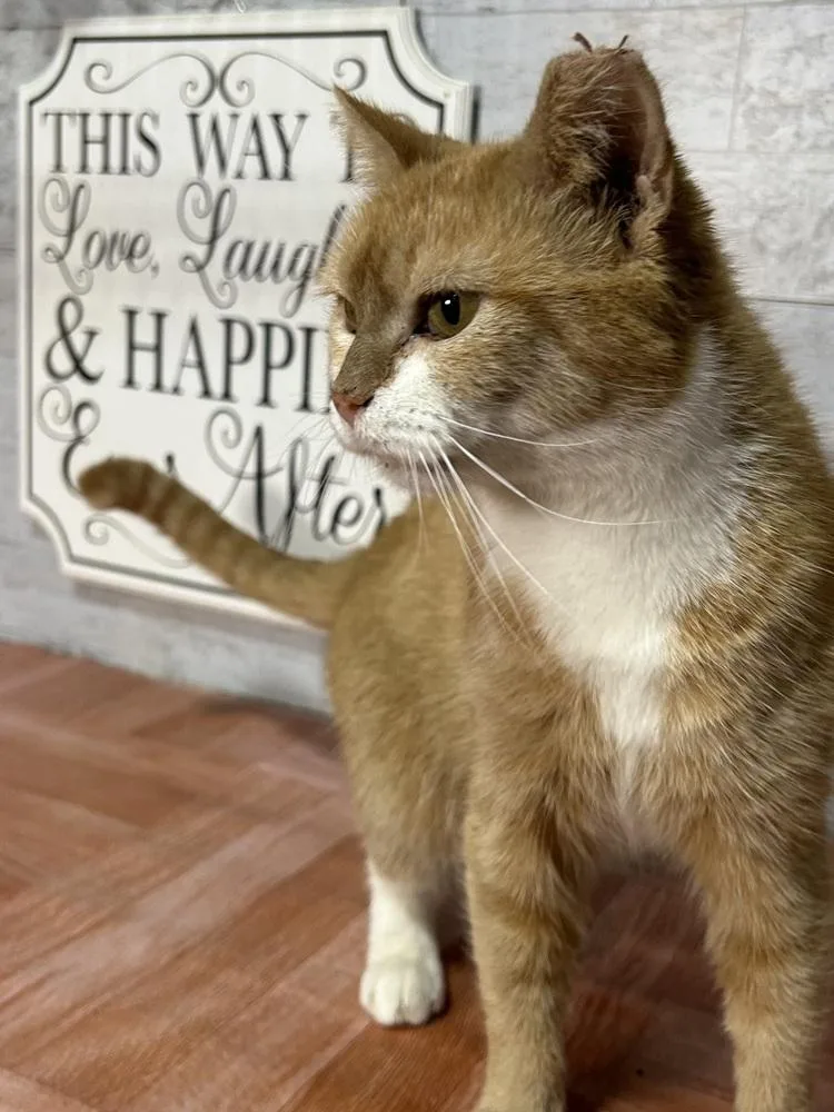 An adult small-sized female Domestic Short Hair cat named Speedy for adoption in Temperance, MI