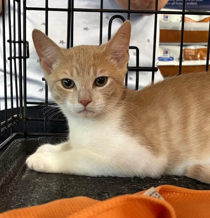 A baby medium-sized male Domestic Short Hair cat named Jack for adoption in Evans, GA