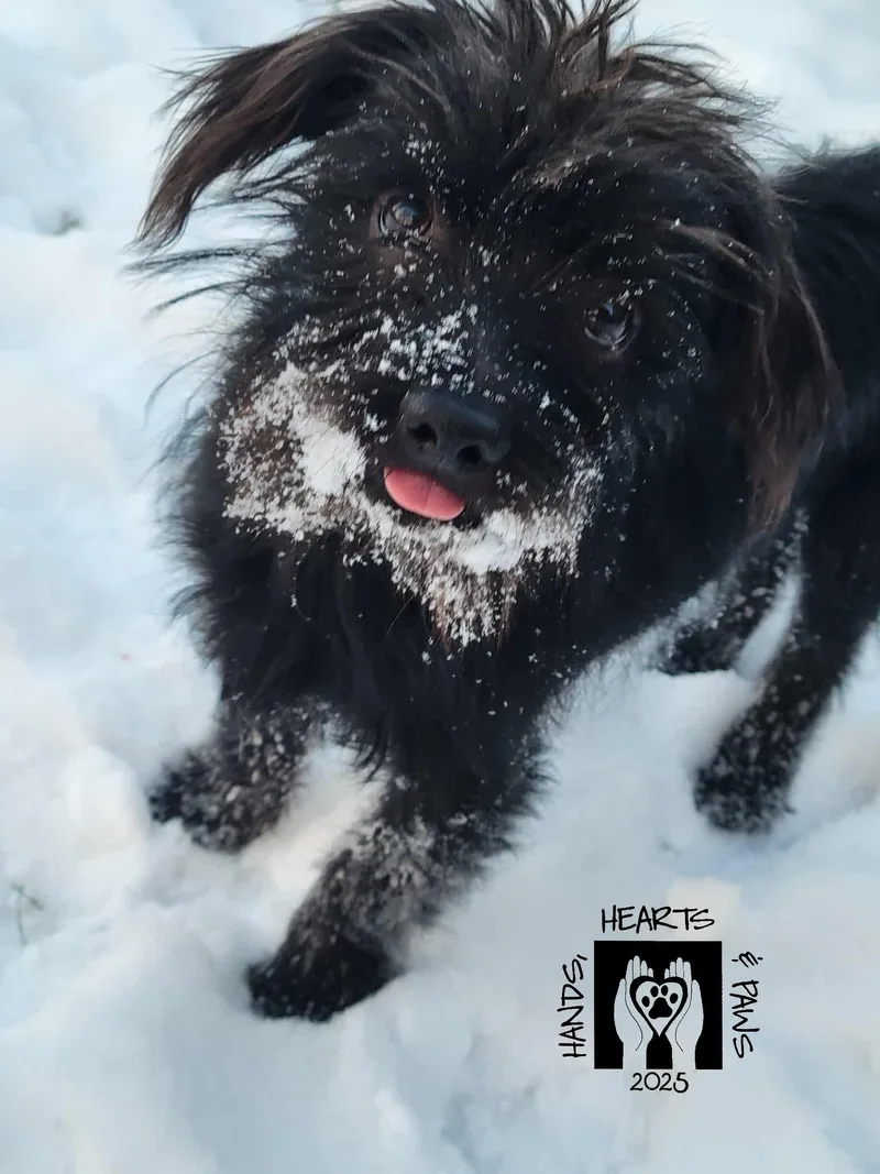A young small-sized male Dachshund dog named Sinbad for adoption in Omaha, NE