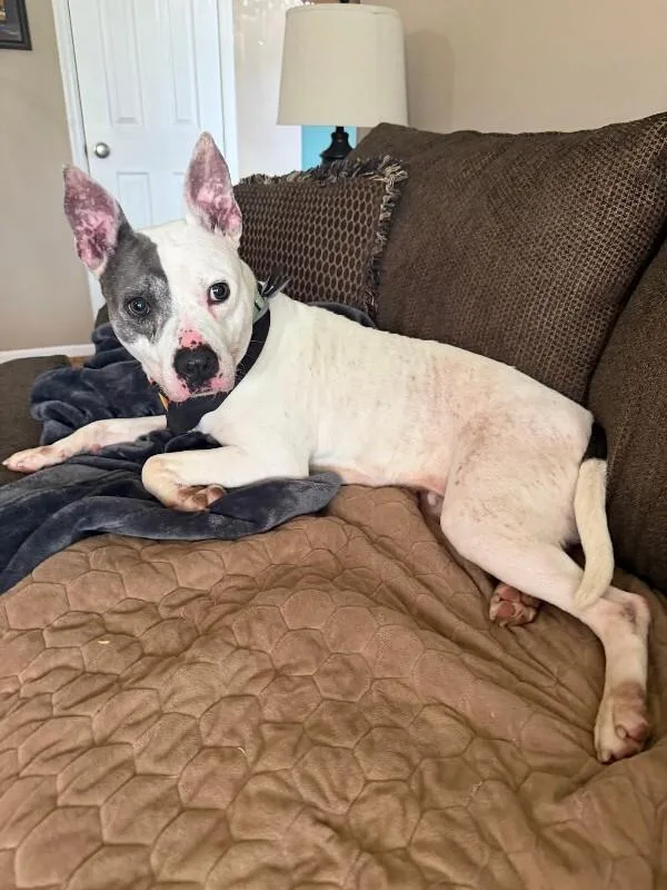 An adult large-sized female White / Cream Mixed Breed dog named Cruella de Vil for adoption in Cincinnati, OH