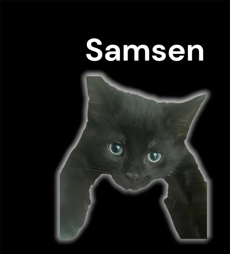 A baby small-sized male Black Domestic Short Hair cat named Samsen for adoption in Auburn, CA