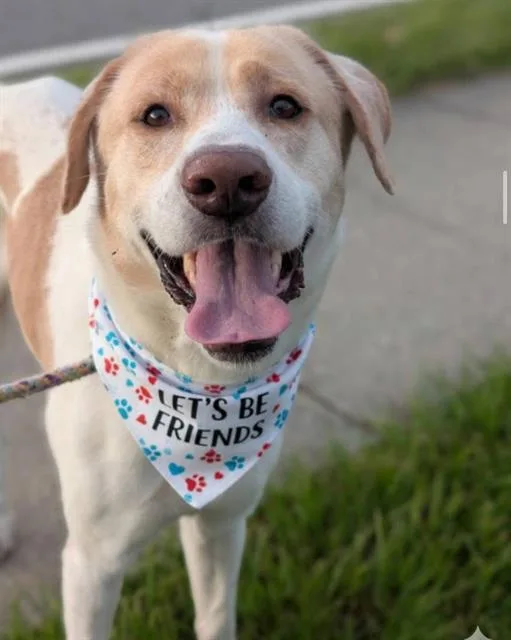 An adult large-sized male Mixed Breed dog named Kenny G for adoption in Jacksonville, FL