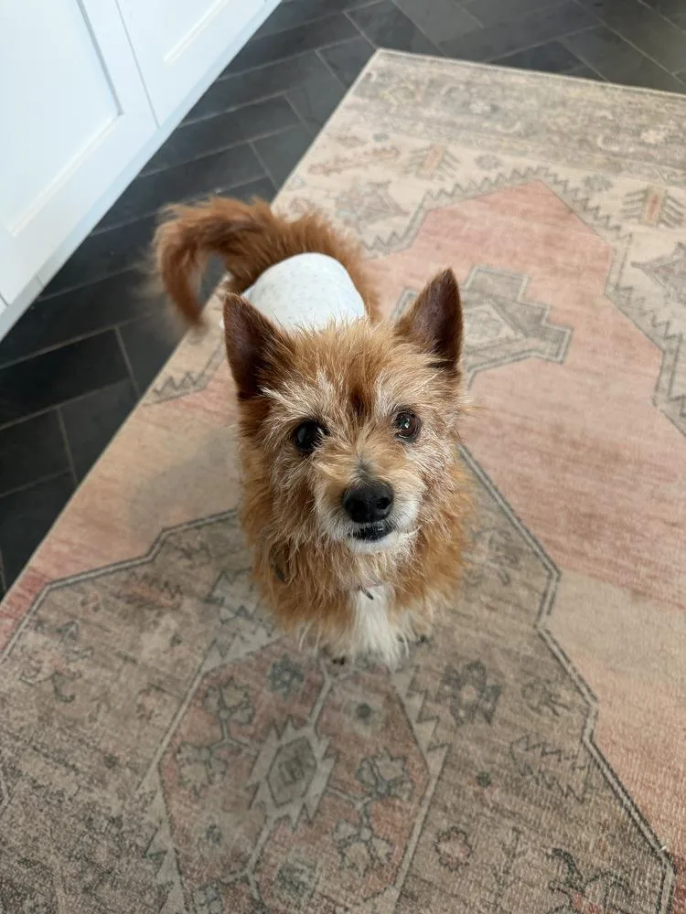 An adult small-sized male Wire Fox Terrier dog named Rocco for adoption in Plymouth, MI