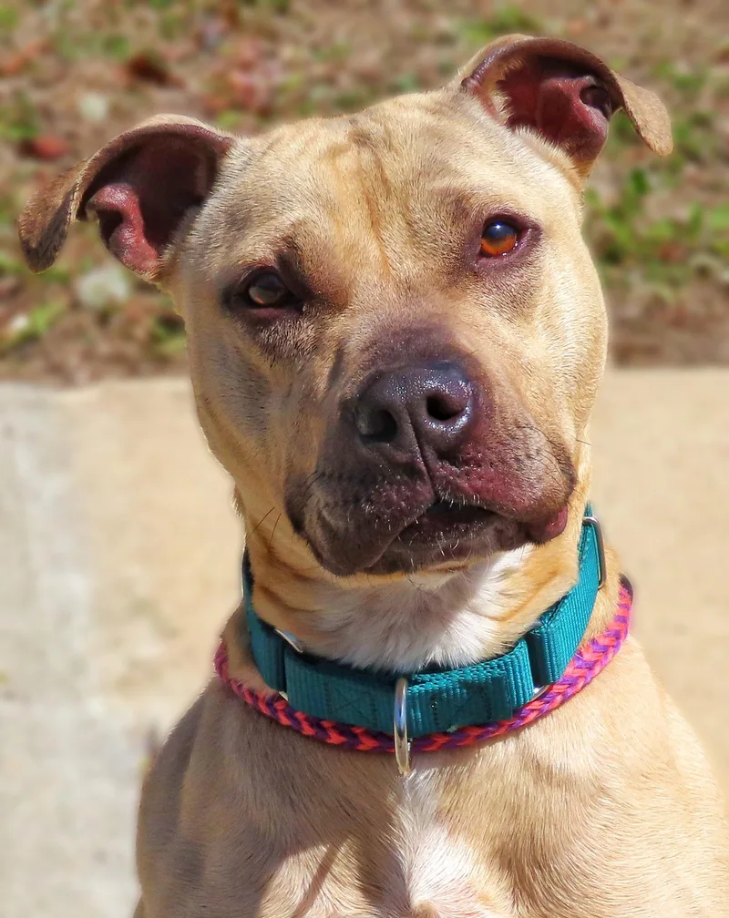 An adult medium-sized female Yellow / Tan / Blond / Fawn Pit Bull Terrier dog named Freja for adoption in Amityville, NY