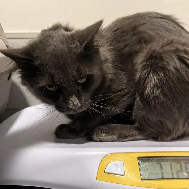 A young medium-sized male Gray / Blue / Silver Domestic Short Hair cat named Clifford for adoption in Tampa, FL