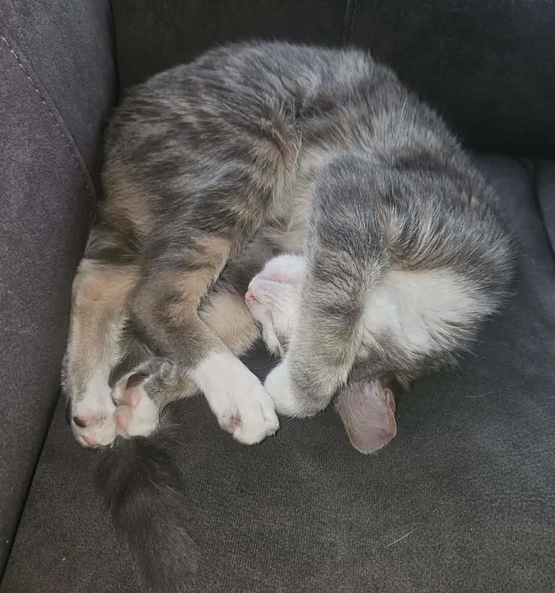 A young medium-sized female Domestic Short Hair cat named Ember for adoption in Defiance, OH