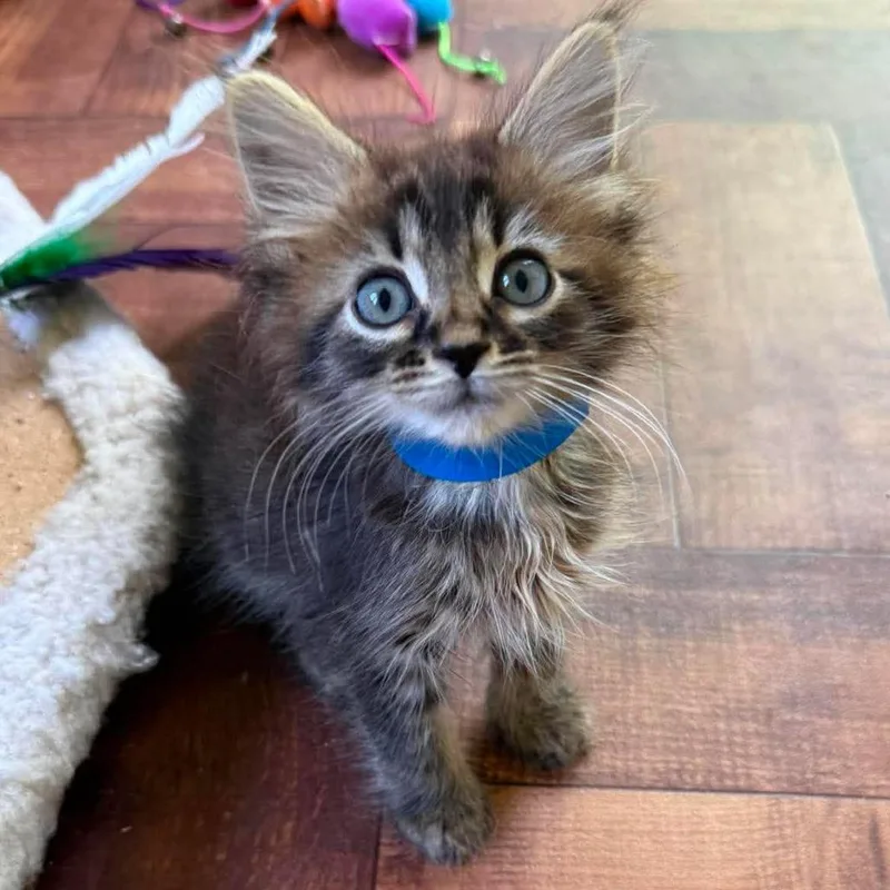 A baby small-sized male Brown / Chocolate Domestic Short Hair cat named CT Michael avail Aug for adoption in Eastford, CT