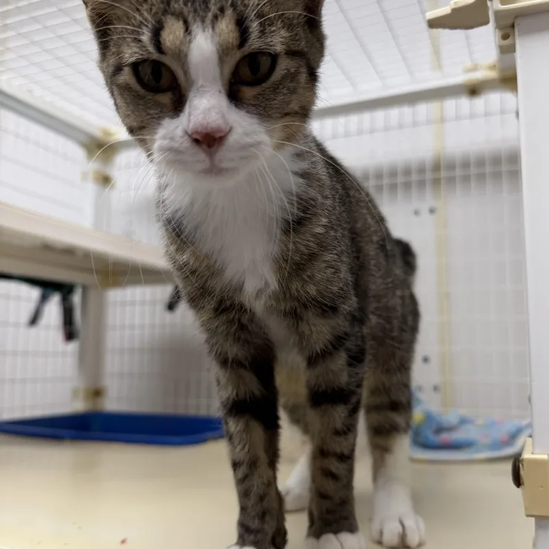 A young medium-sized female Tabby (Gray / Blue / Silver) Domestic Short Hair cat named Fluffy for adoption in Senatobia, MS