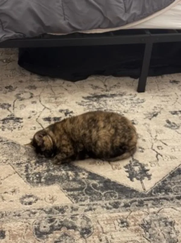 A senior small-sized female Domestic Short Hair cat named Punky for adoption in Virginia Beach, VA