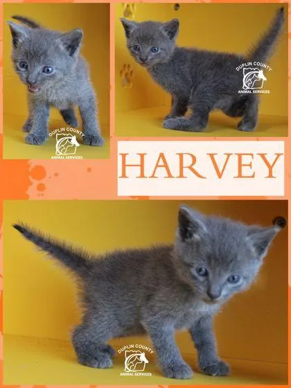 Harvey