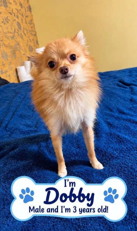 An adult small-sized male Chihuahua dog named Dobby for adoption in Westport, CT